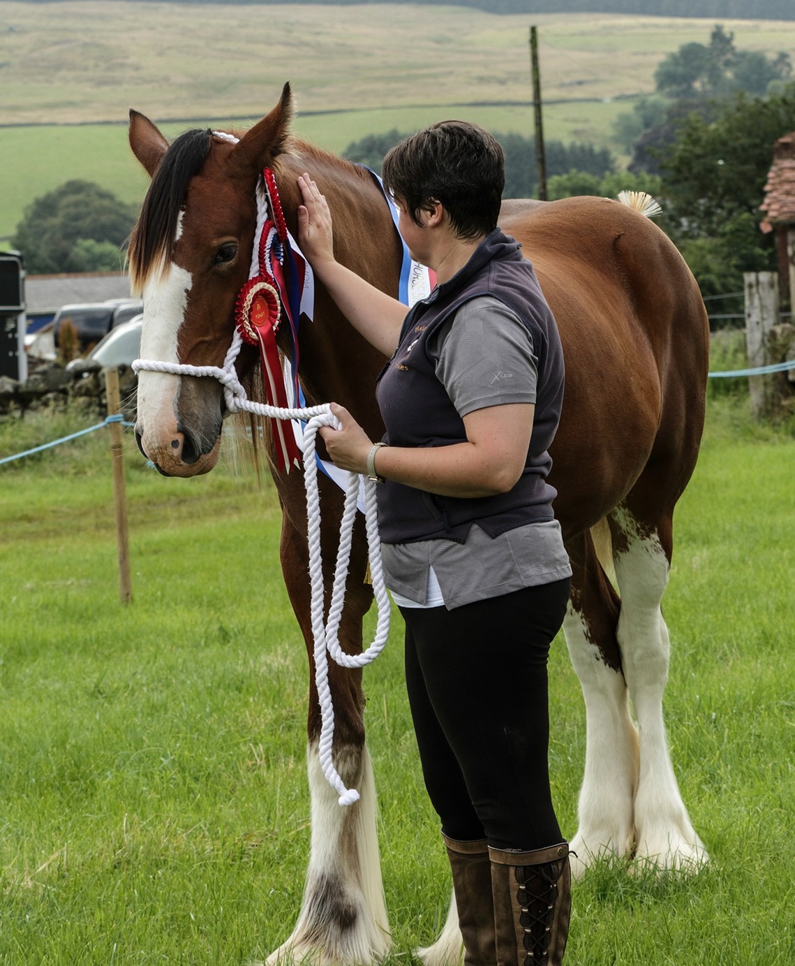 clydesdale