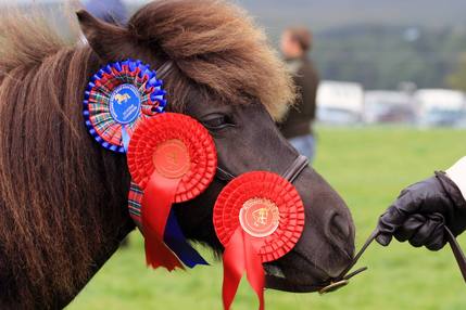 shetland rosettes 